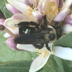 Xylocopa virginica texana