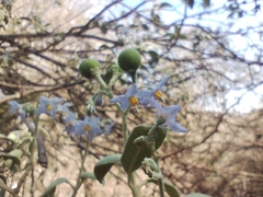 Solanum granulosoleprosum