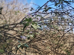 Solanum granulosoleprosum