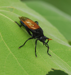 Mydidae