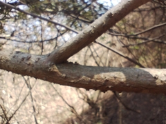 Solanum granulosoleprosum