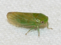 Macropsis