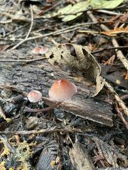 Mycena sanguinolenta
