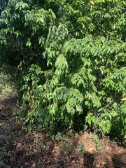 Prunus ilicifolia
