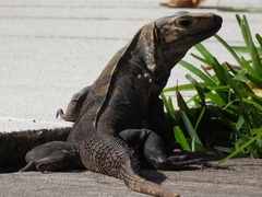 Ctenosaura similis