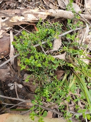 Pultenaea gunnii