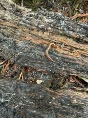 Scolopocryptops spinicaudus