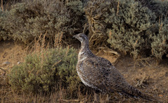 Centrocercus urophasianus