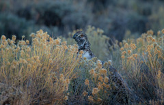 Centrocercus urophasianus