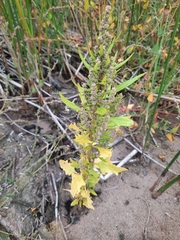 Chenopodium berlandieri