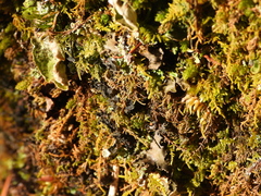 Leptochidium albociliatum