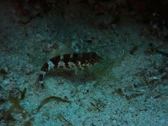 Malacoctenus triangulatus