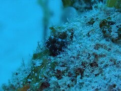 Emblemaria pandionis