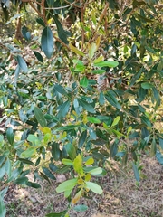 Lithraea brasiliensis