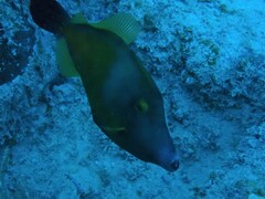 Cantherhines macrocerus