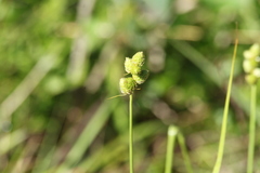 Carex cumulata