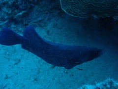 Rypticus saponaceus