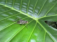 Cardiodactylus guttulus