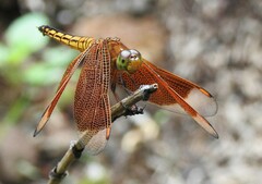 Neurothemis ramburii