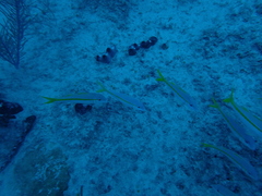 Mulloidichthys martinicus