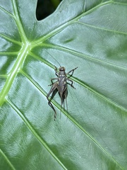 Cardiodactylus guttulus