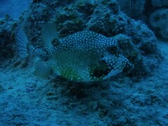 Lactophrys triqueter