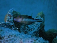 Canthigaster rostrata