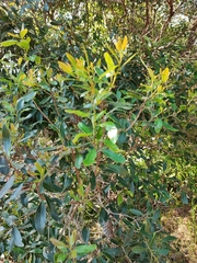 Lithraea brasiliensis