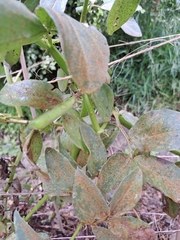 Uromyces viciae-fabae