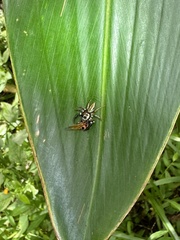 Thiania