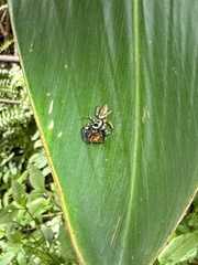 Thiania