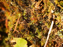 Leptochidium albociliatum