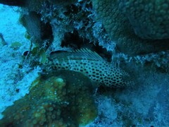 Epinephelus guttatus