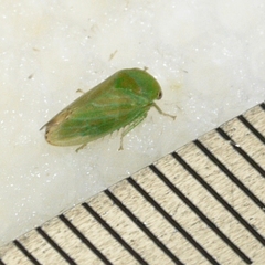 Macropsis