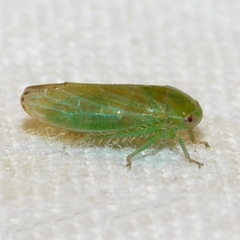 Macropsis