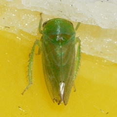 Macropsis
