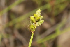 Carex longii