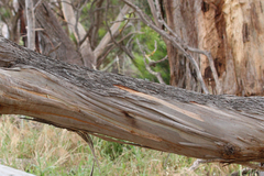 Eucalyptus cneorifolia