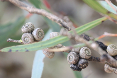 Eucalyptus cneorifolia