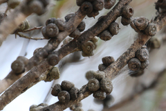 Eucalyptus cneorifolia
