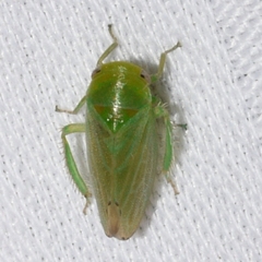 Macropsis