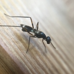 Taeniaptera trivittata