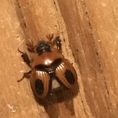 Bolbocerosoma confusum