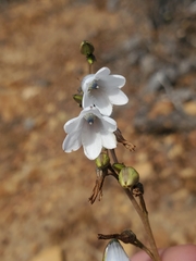 Conanthera campanulata