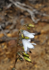 Conanthera campanulata