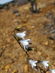 Conanthera campanulata