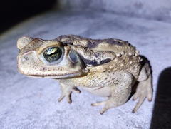 Rhinella diptycha