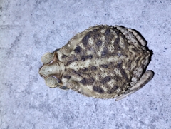 Rhinella diptycha