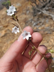 Conanthera campanulata