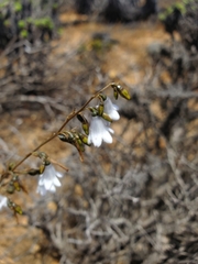 Conanthera campanulata